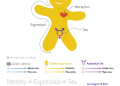 gender identities