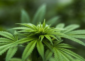 Sativa Strains