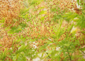 Mimosa Feminized Seeds