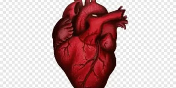 BP Guard Dietary Supplement Review: A perfect solution for the Heart.