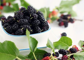 The Mulberry Health Advantage: Unlocking the Secrets of a Healthy Lifestyle