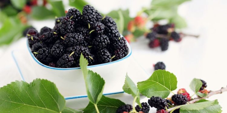 The Mulberry Health Advantage: Unlocking the Secrets of a Healthy Lifestyle